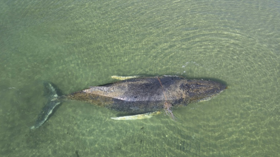 Prognose f&uuml;r Wal vor Wismar "deutlich verschlechtert"