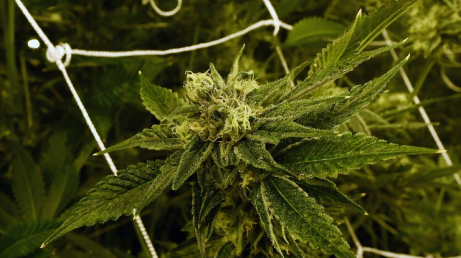 Consumo de marihuana aumenta entre j&oacute;venes en EEUU, seg&uacute;n estudio