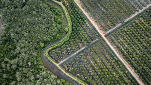 Bruxelles propose d'assouplir sa loi antid&eacute;forestation pour faciliter sa mise en oeuvre