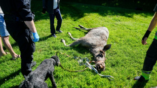 Abaten un alce en Noruega tras aventurarse en el centro de la capital