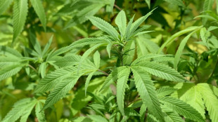 Unbekannte s&auml;en Cannabispflanzen entlang &ouml;ffentlicher Stra&szlig;e in Erfurt aus