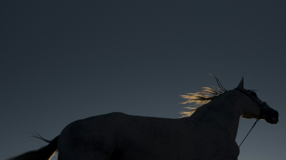 Entscheidung &uuml;ber deutsche Pferde am Wochenende