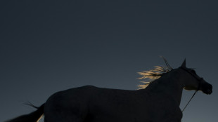 Entscheidung &uuml;ber deutsche Pferde am Wochenende