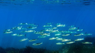 EU will bei Schutz der Meere internationale Führungsrolle übernehmen