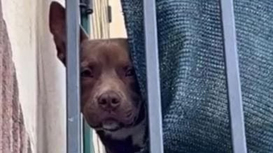 Leal, 'serve pena esemplare per il cane morto a Giuliano'