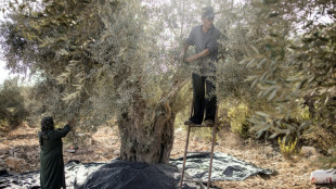 La FAO advierte que menos del 5% de las tierras son cultivables en Gaza por la guerra