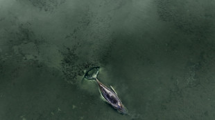 La megattera nel Baltico ancora in agonia, fra le proteste