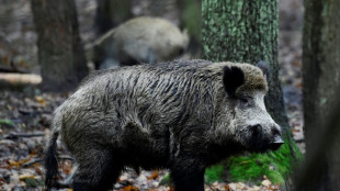 Gefrorenes Wildschwein als Beute: Ungew&ouml;hnlicher Einbruch in Stralsund 