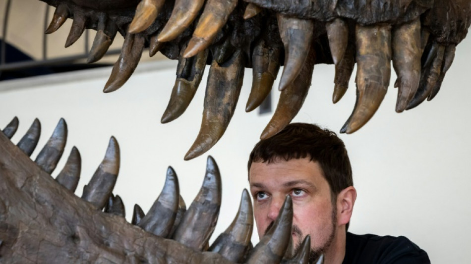 Un squelette de T-Rex expos&eacute; &agrave; Zurich avant sa vente aux ench&egrave;res