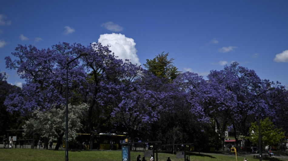 Cada primavera Lisboa se viste de azul y malva con la floraci&oacute;n de los jacarand&aacute;s