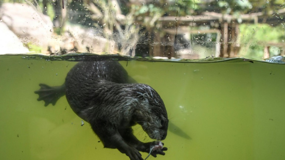 Fischotter d&uuml;rfen in Bayern auch ausnahmsweise nicht mehr get&ouml;tet werden