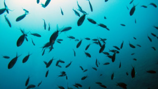 Schweiz will sich f&uuml;r internationales Moratorium f&uuml;r Tiefseebergbau einsetzen