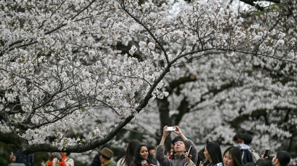 En Japón, una herramienta de IA para preservar los cerezos en flor