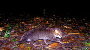 Forscher entdecken in Thailand ausgestorben geglaubte Wildkatze wieder