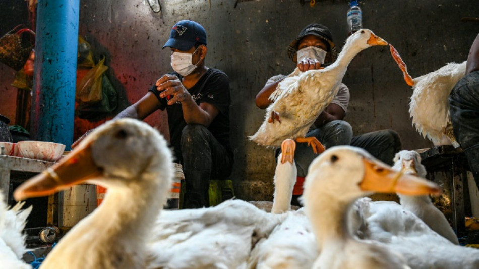 Cambodge: deuxi&egrave;me cas de contamination humaine &agrave; la grippe aviaire
