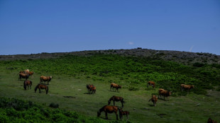 Des "chevaux sapeurs" mis &agrave; contribution contre les feux de for&ecirc;t au Portugal