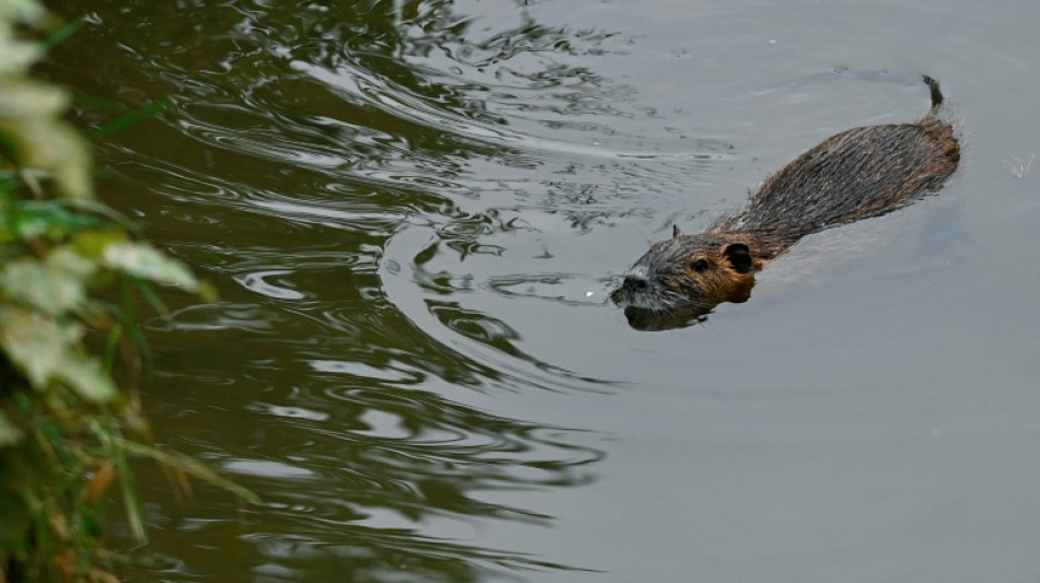Invasive Nutrias breiten sich weiter aus - Verdopplung im Vergleich zu 2015