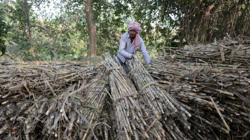 After wheat, India caps sugar exports