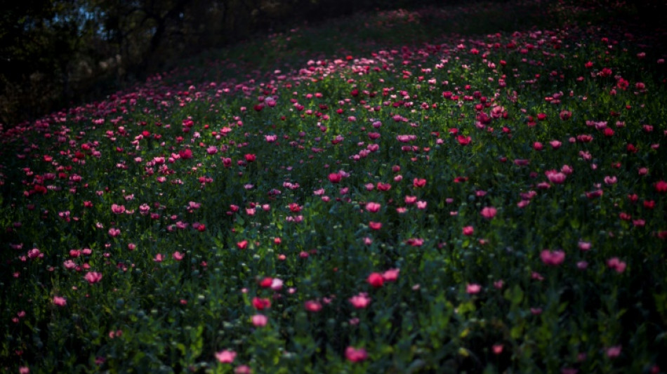 Cultivo de amapola aument&oacute; 12% en M&eacute;xico entre 2019 y 2020, seg&uacute;n Naciones Unidas