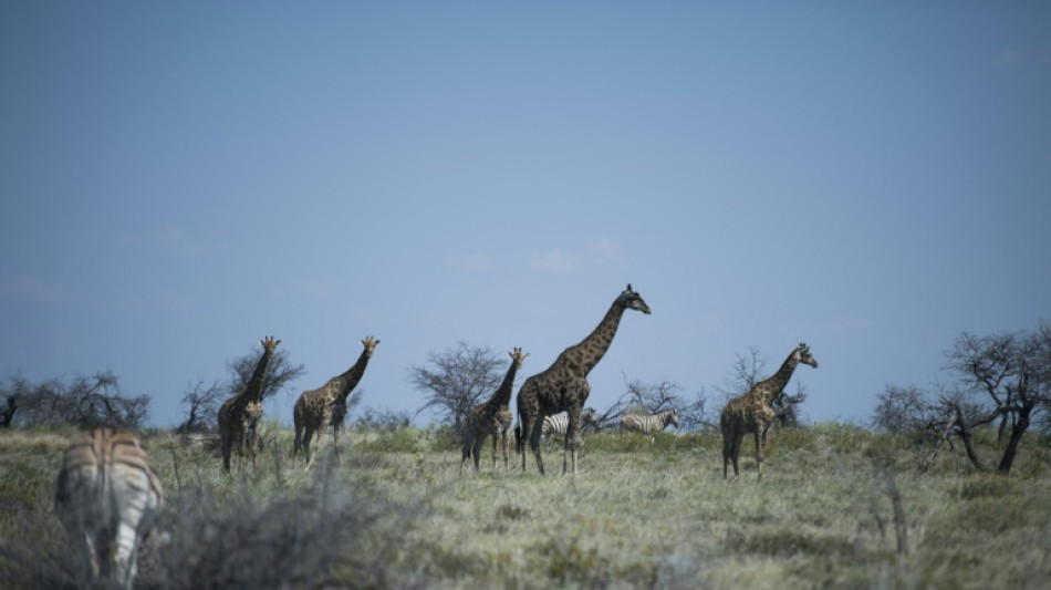 Jirafas regresan a un parque angole&ntilde;o tras d&eacute;cadas de ausencia
