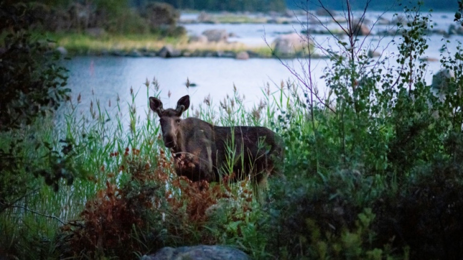 Elch nimmt vor Usedom Bad in Ostsee und sorgt f&uuml;r Aufsehen