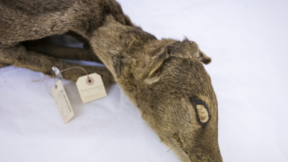 Pour la premi&egrave;re fois, l'ARN d'une esp&egrave;ce &eacute;teinte a &eacute;t&eacute; r&eacute;cup&eacute;r&eacute;