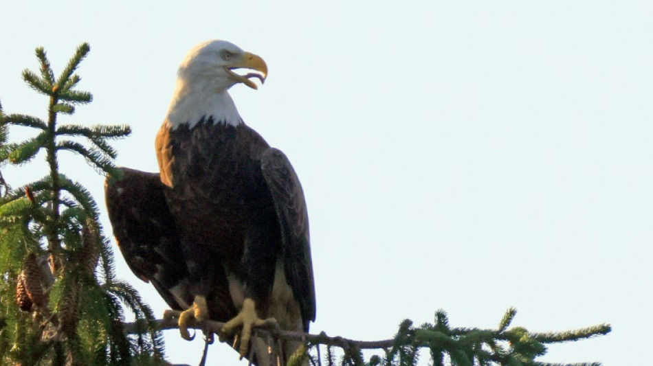 Trump admin proposes redefining 'harm' to endangered animals