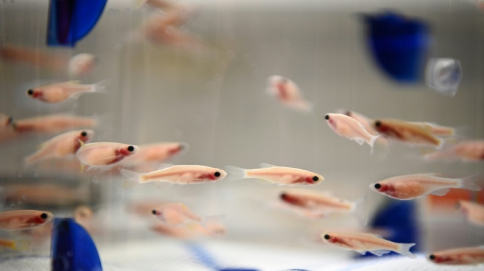 Le poisson-z&egrave;bre, pr&eacute;cieux alli&eacute; des chercheurs