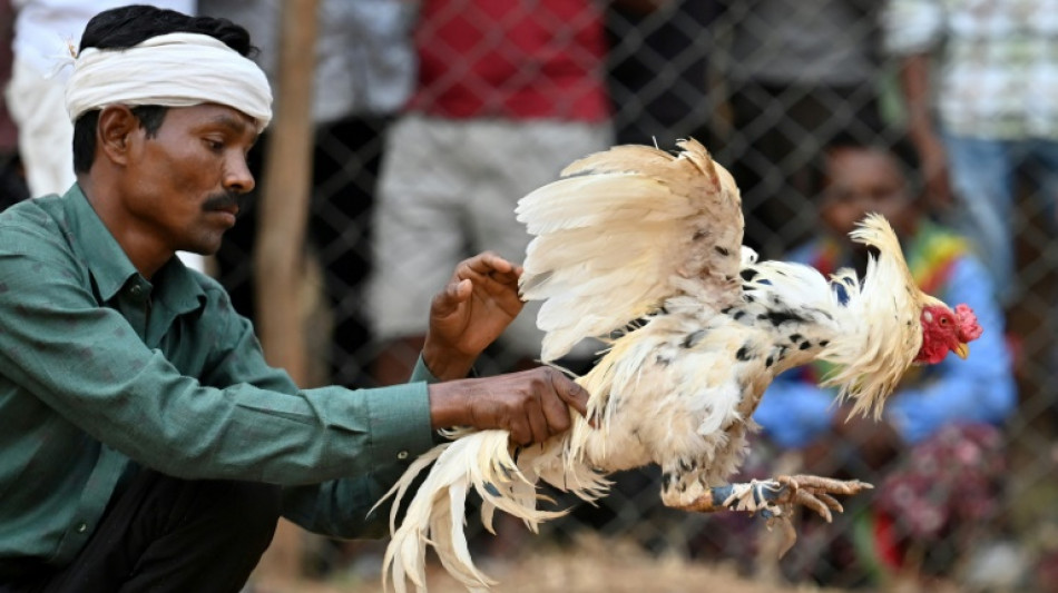 Las peleas de gallos, todav&iacute;a en auge en remotos pueblos de India