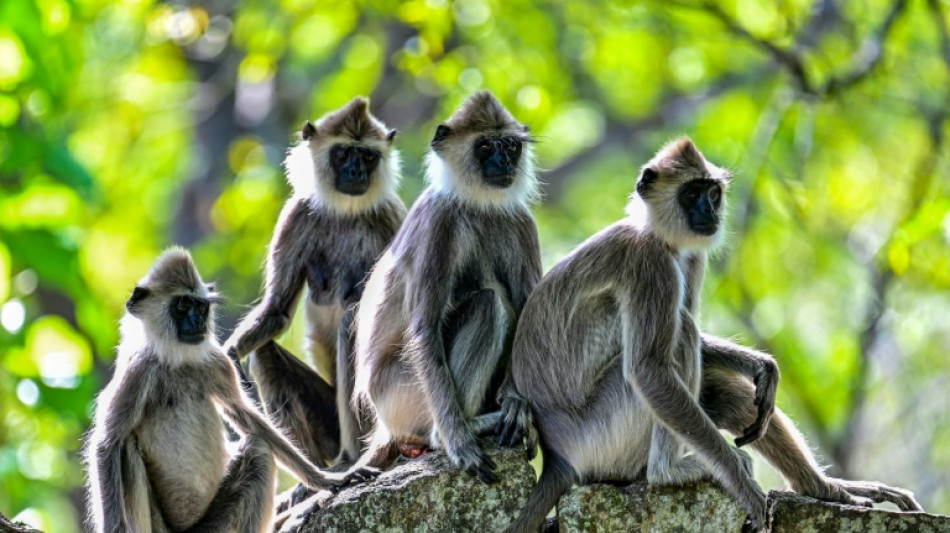 Le Sri Lanka compte sept millions de singes selon un recensement