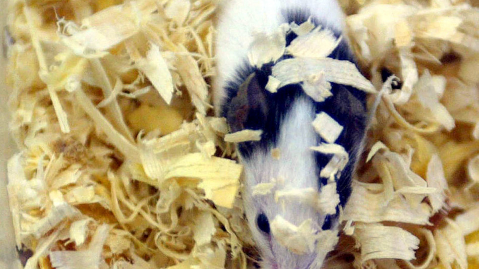 Diventa adulto il primo topo nato da due pap&agrave;