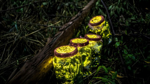 Les lucioles pr&eacute;f&egrave;rent s'aimer loin des projecteurs