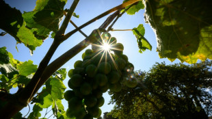 200 Millionen Euro f&uuml;r Vernichtung von &uuml;bersch&uuml;ssigem franz&ouml;sischen Wein