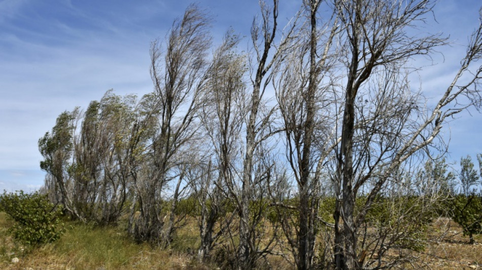 Le S&eacute;nat veut renforcer la protection des haies