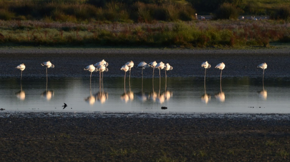 El agua del gran parque natural de Do&ntilde;ana desata una guerra pol&iacute;tica en Espa&ntilde;a