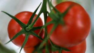 Bauernverband: Gew&auml;chsh&auml;user bleiben wegen hoher Energiepreise leer

&nbsp;