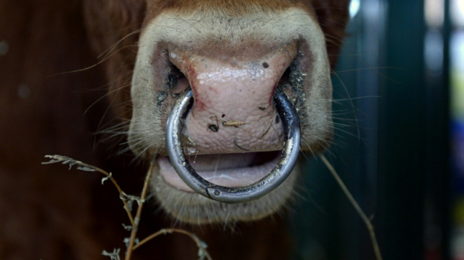 Angeblich gestohlenes Bullensperma: Entwarnung nach Prüfung von Lagerbeständen