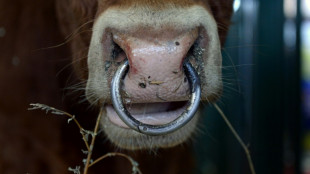 Bullensperma in Mecklenburg-Vorpommern gestohlen: 30.000 Euro Schaden