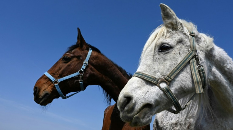 Zwei Pferde in rheinland-pf&auml;lzischem Eitelborn erschossen