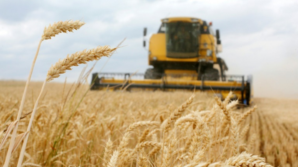 El ma&iacute;z y la soja escalan en Chicago impulsados por factores t&eacute;cnicos