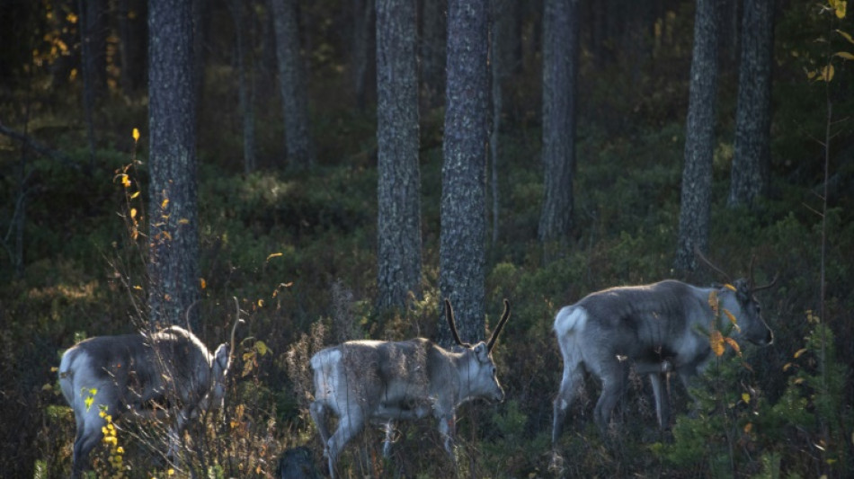 WWF: Rentiere und Kaiserpinguine besonders gef&auml;hrdet