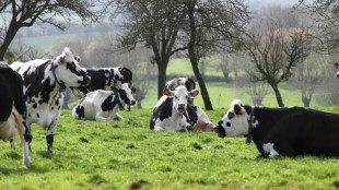 Climat: la France cherche &agrave; r&eacute;soudre le "paradoxe de la vache qui broute"