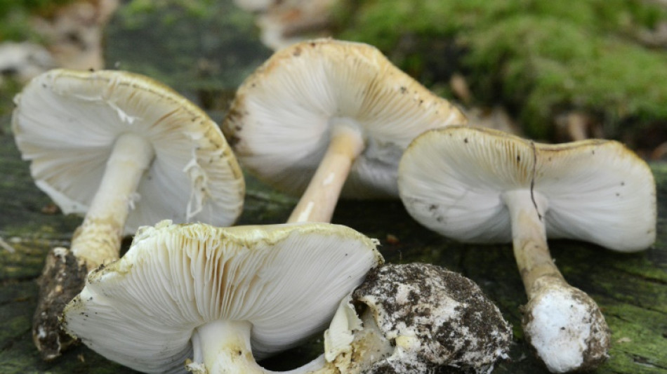 Vergiftung mit Knollenbl&auml;tterpilzen: Neue Leber f&uuml;r drei Patienten in Essen