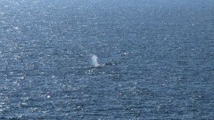 Wom&ouml;glich "Timmy": Beh&ouml;rden untersuchen toten Wal vor d&auml;nischer Insel Anholt
