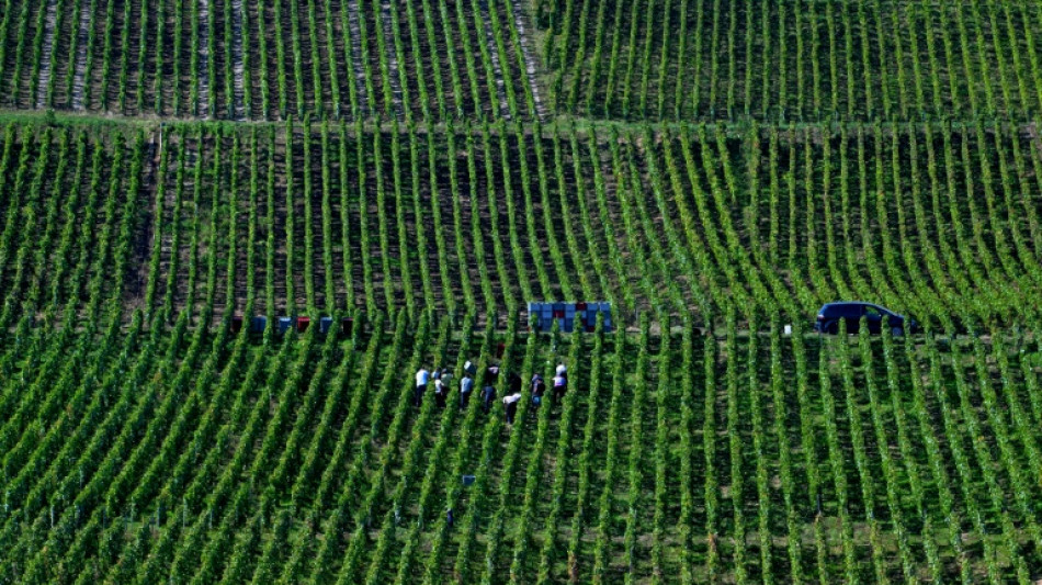 Entre inflation des bouteilles et nouveaux go&ucirc;ts, la consommation mondiale de vin au plus bas depuis 1961