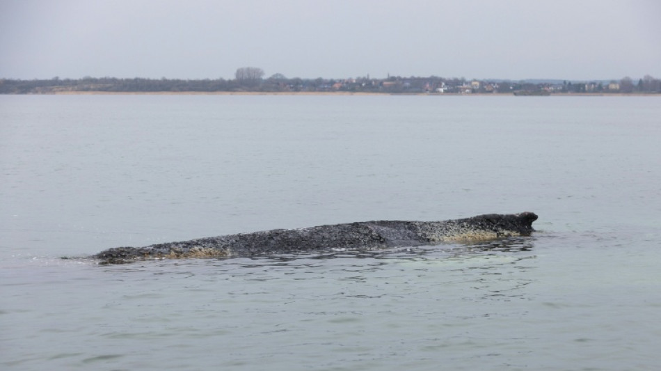 Wal vor der Ostseek&uuml;ste lebt noch - Rettung aber sehr unwahrscheinlich