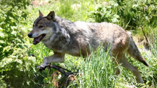 EuGH: Keine regionale Wolfsjagd bei insgesamt ung&uuml;nstigem Erhaltungszustand