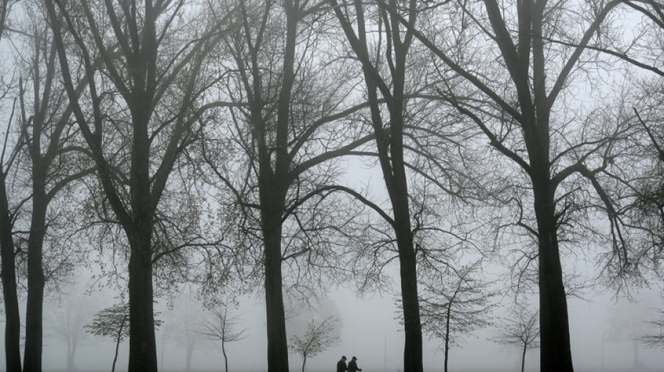 In Baumstumpf geschnitztes Gesicht l&ouml;st Polizeieinsatz in Niedersachsen aus