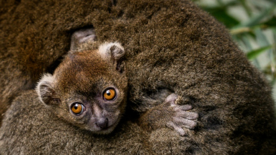 Besan&ccedil;on: naissance "rarissime" d'un l&eacute;murien menac&eacute;