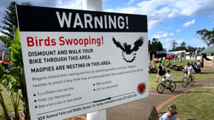 Hitchcock &agrave; Wollongong: les champions cyclistes menac&eacute;s par les oiseaux